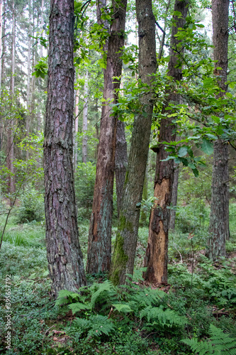 Trees in the woods