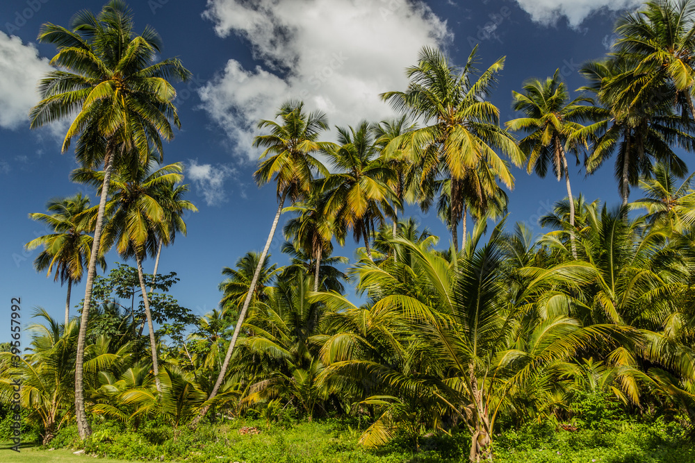 Palms in Las Terrenas, Dominican Republic