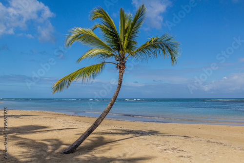 Palm at a beach in Las Terrenas  Dominican Republic