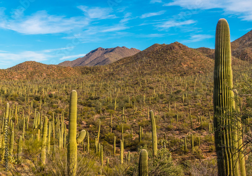 Saguaro Cactus (Carnegiea gigantea) Forest in The Tucson Mountain District of Saguaro National Park, Tucson, Arizona, USA