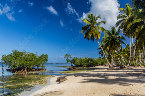 Fototapeta Naklejka Na Ścianę i Meble -  Palms at a beach in Las Terrenas, Dominican Republic