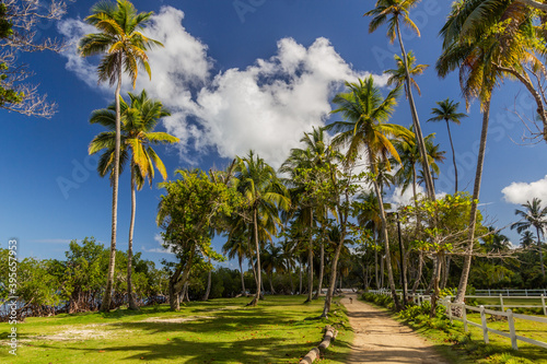 Palms by beach in Las Terrenas, Dominican Republic