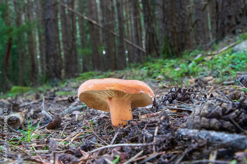 Lactifluus volemus (voluminous-latex milky) mushroom growing in the woods