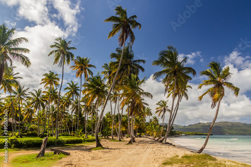 Palms at a beach in Las Galeras, Dominican Republic
