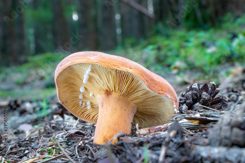 Lactifluus volemus (voluminous-latex milky) mushroom growing in the woods