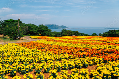 Fototapeta Naklejka Na Ścianę i Meble -  Colorful flower field with blue ocean at Nokonoshima island park in Fukuoka, Japan
