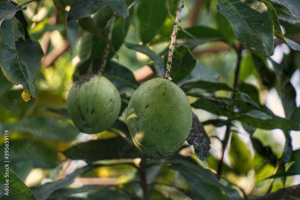 mango on tree
