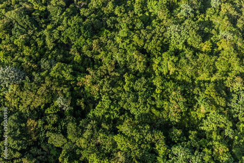 Aerial view of the forest of Isabel De Torres National Park near Puerto Plata  Dominican Republic