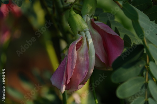 close up image of Pink Turi  Sesbania grandiflora  flower is eaten as a vegetable and medicine. The leaves are regular and rounded. The fruit is like flat green beans  long  and thin  out of focus