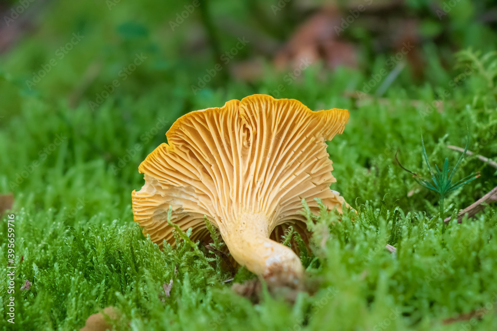 Leccinum mushroom growin in the woods