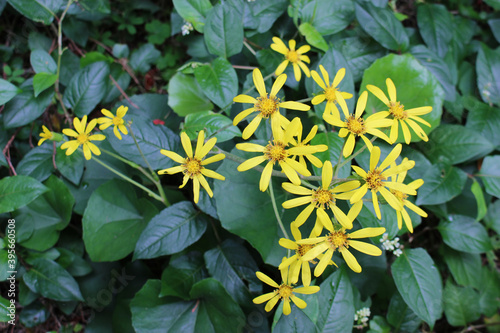 ツワブキの黄色い花