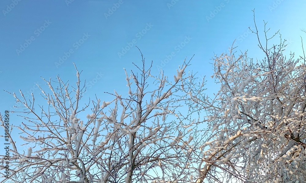 Snow covered branches against a clear light blue sky. Snow covered branches against a clear light blue sky.