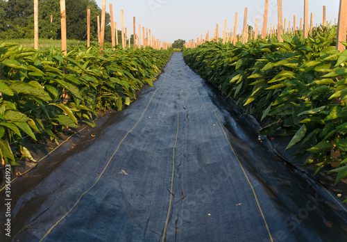 Looking down long rows of pepper plants