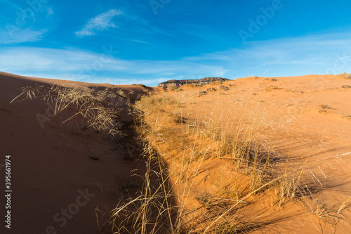 Fototapeta Naklejka Na Ścianę i Meble -  Wind Blown Sand Dunes With The White Cliffs In The Distance, Coral Pink Sand Dunes State Park, Utah, USA
