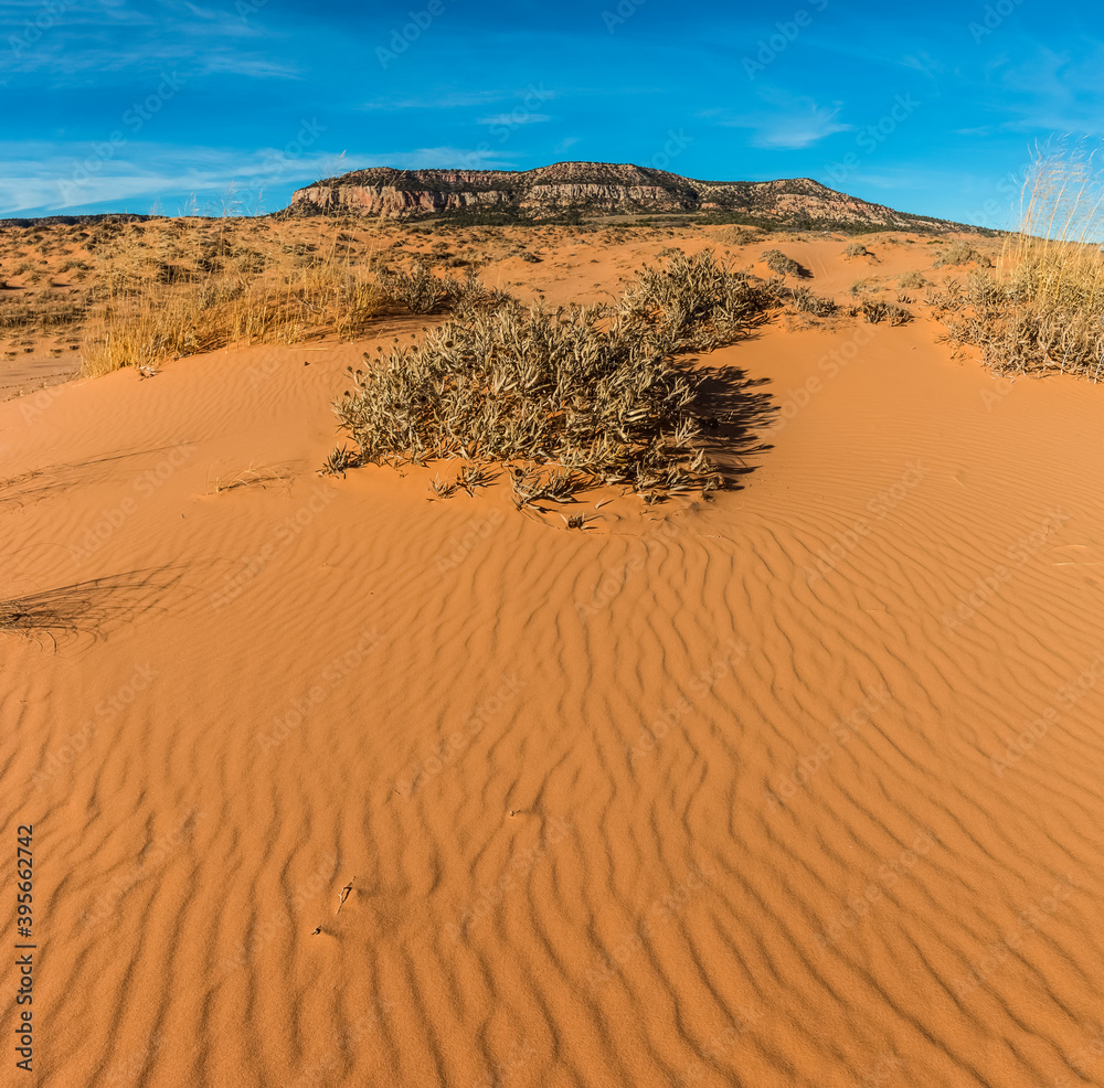 Wind Blown Sand Dunes With The White Cliffs In The Distance, Coral Pink Sand Dunes State Park, Utah, USA
