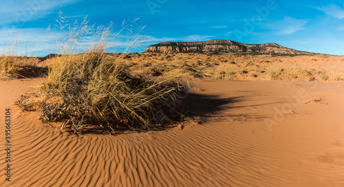 Hummock With Sand Dunes and The White Cliffs In The Distance, Coral Pink Sand Dunes State Park, Utah, USA