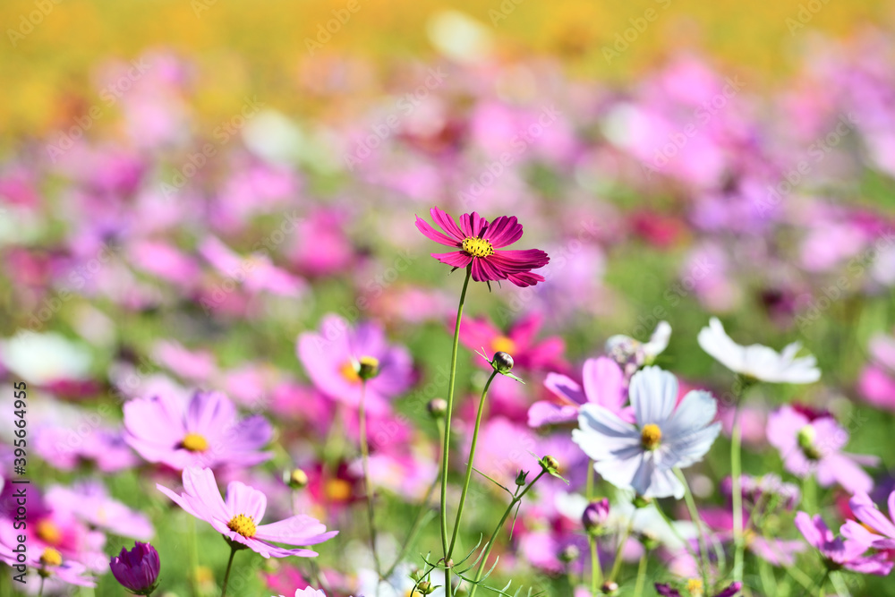 Cosmos flowers are most favorite planted in Taiwan Cosmos flowers are most favorite planted in Taiwan