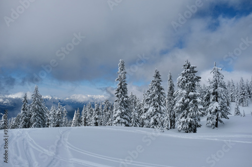 Ski tracks on fresh snow in mountain forest.   Whistler. British Columbia. Canada © aquamarine4