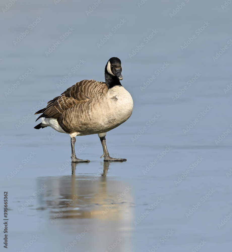 Fototapeta premium Canada Goose Standing on Ice Portrait