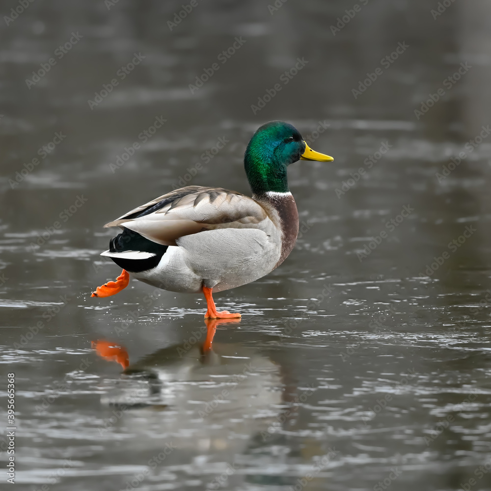 Male Mallard Drake Walking on Ice Portrait Male Mallard Drake Walking on Ice Portrait