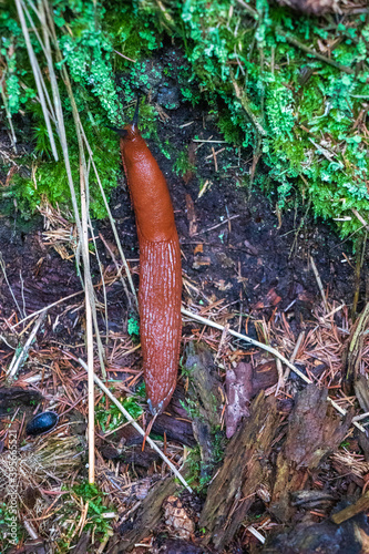 Brown slug in the woods
