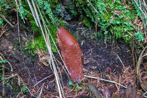 Brown slug in the woods