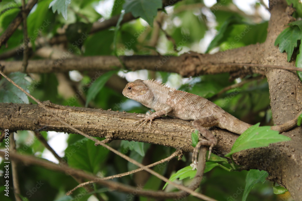 chameleon, eastern garden lizard walking on the tree with blureed background. chameleon, eastern garden lizard walking on the tree with blureed background.