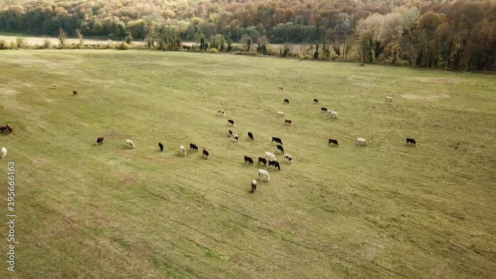 cows graze on pasture in autumn. cattle in the field. livestock and farming. cows graze on pasture in autumn. cattle in the field. livestock and farming.