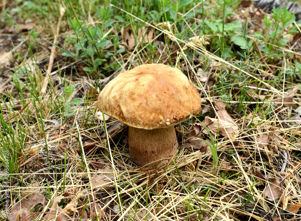 Naturel food. Boletus mushroom in spring forest. Naturel food. Boletus mushroom in spring forest.