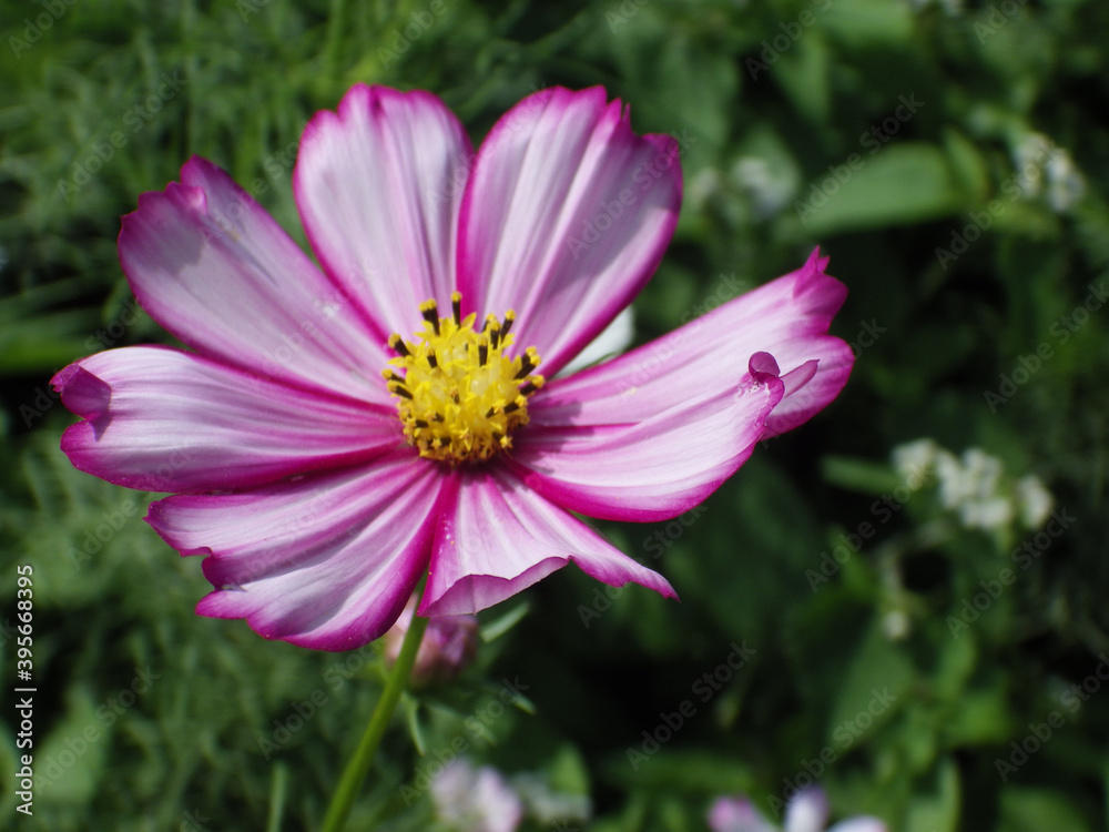 Selective focus shot of a white and purple cosmos flower blooming in the garden - obrazy, fototapety, plakaty 