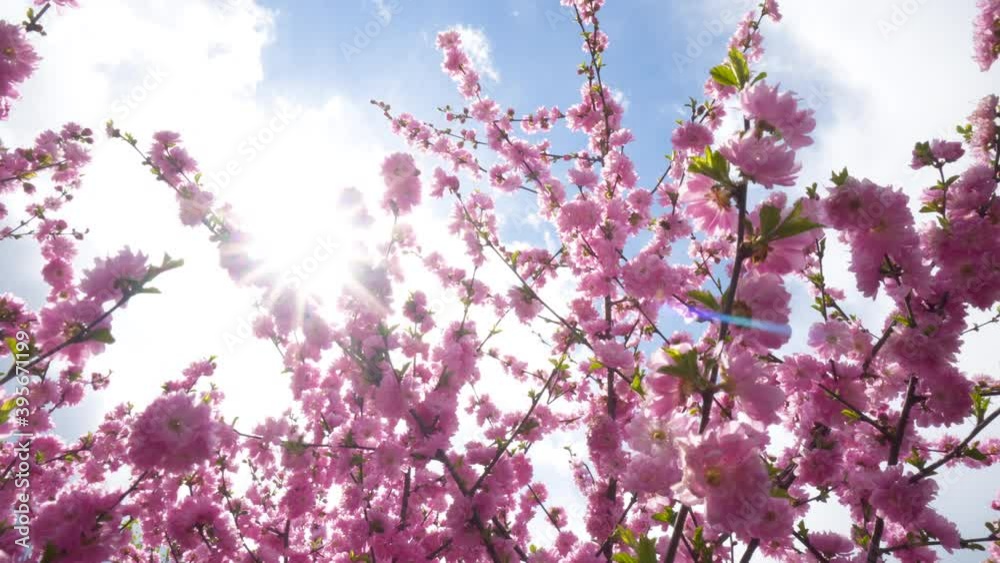 Pink sakura flower, Cherry blossom Beautiful nature scene with blooming sakura tree Pink sakura flower, Cherry blossom Beautiful nature scene with blooming sakura tree