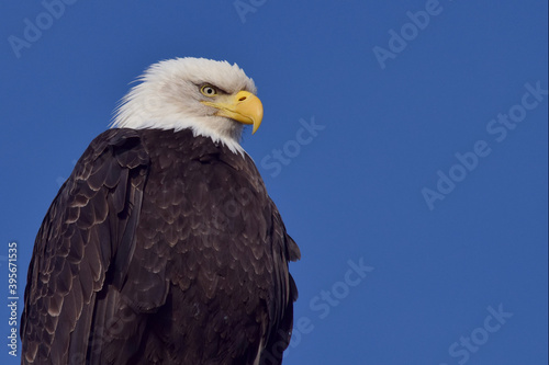 American bald eagle portrait with a bright blue sky on a sunny Alaska summer day.