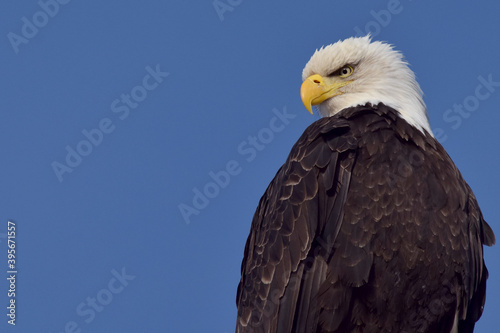 American bald eagle portrait with a bright blue sky on a sunny Alaska summer day. © JT Fisherman