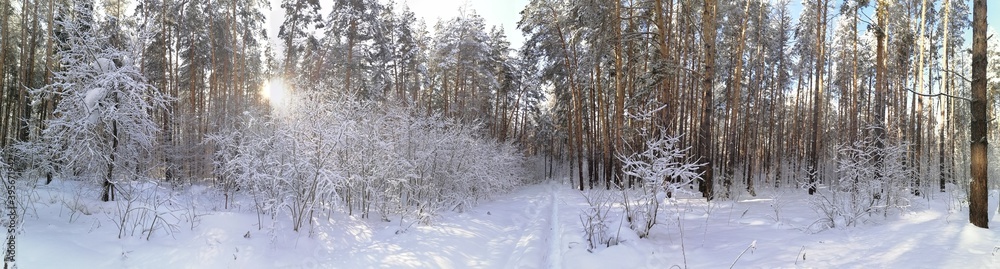 winter forest winter forest