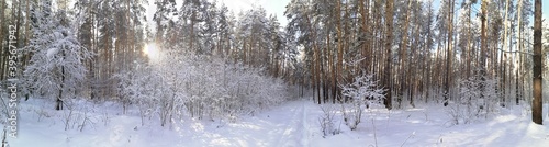 winter forest