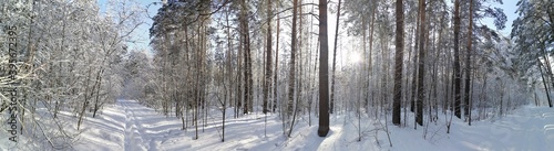 winter forest © Gavr