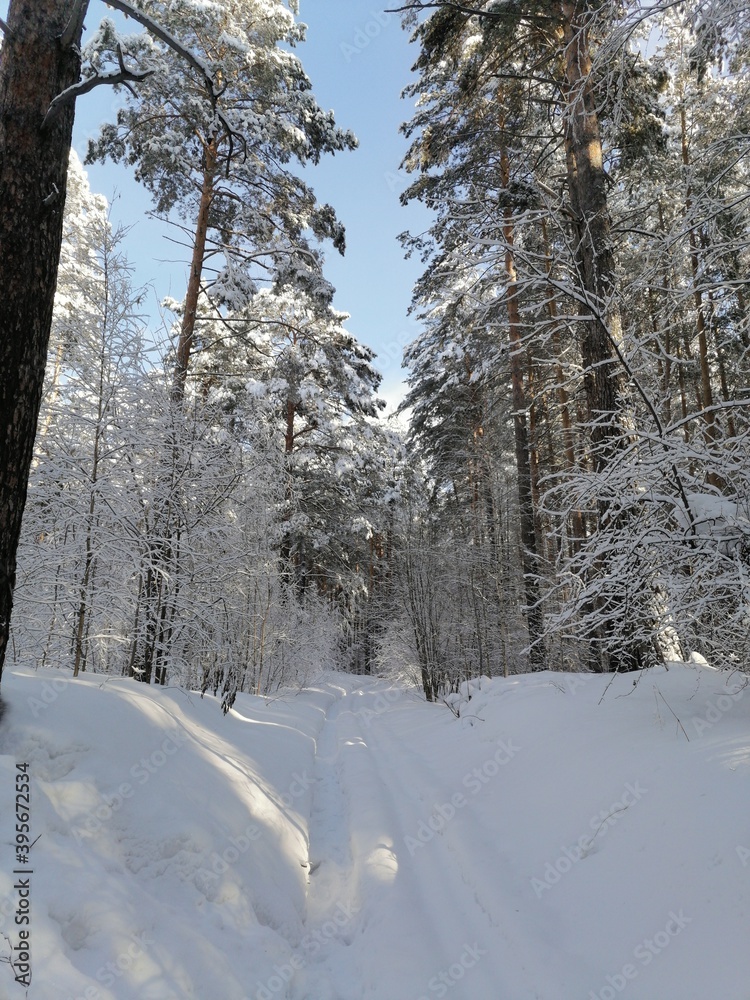 Fototapeta premium winter forest