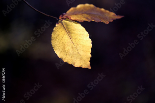 Photo of Golden autumn leaves