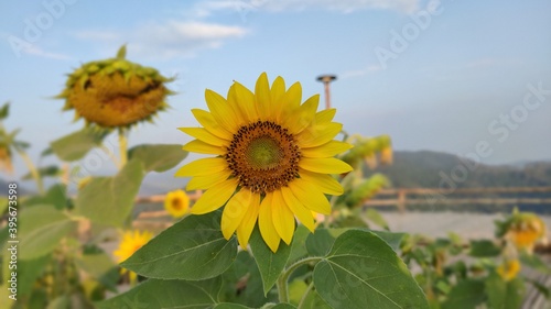 field of sunflowers