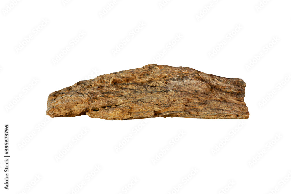 Petrified wood is a fossil, isolated on white background. Petrified wood is a fossil, isolated on white background.