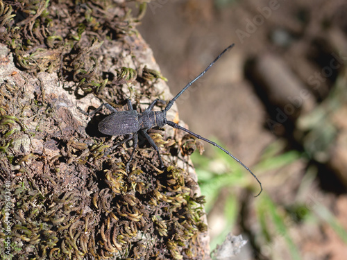 Beetle pest of oak stands and massifs, inhabitant of oak forests in the European part on a tree stump on a Sunny day, Cerombyx cerdo, L; 1758.