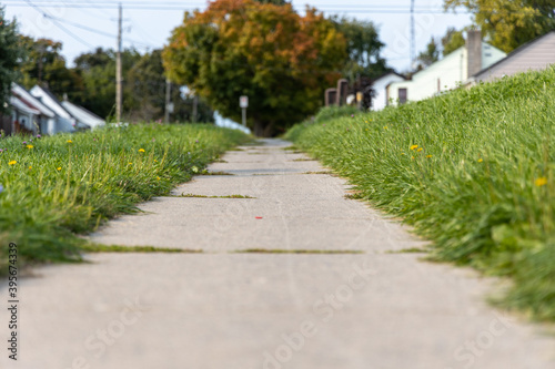 overgrown sidewalk