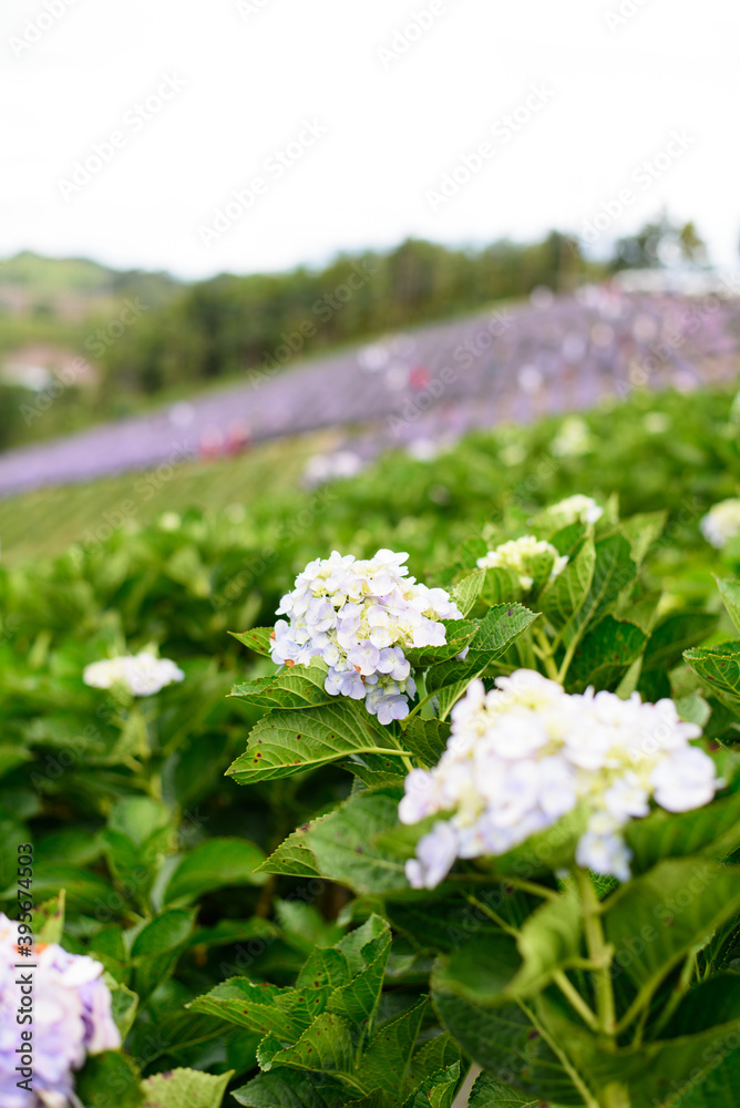 Fresh Hydrangea flower field garden on the mountain Fresh Hydrangea flower field garden on the mountain