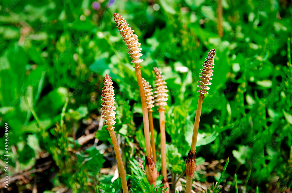 春の野の草　つくし