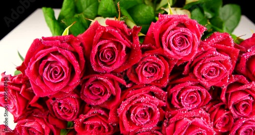 flowers red roses close-up video 4k
