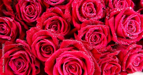 flowers red roses close-up video 4k