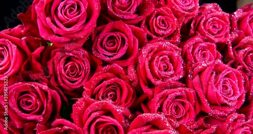 flowers red roses close-up video 4k