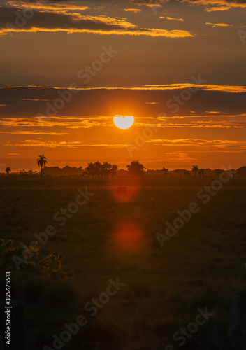 un amanecer con el sol radiante y un toro que come su desayuno.