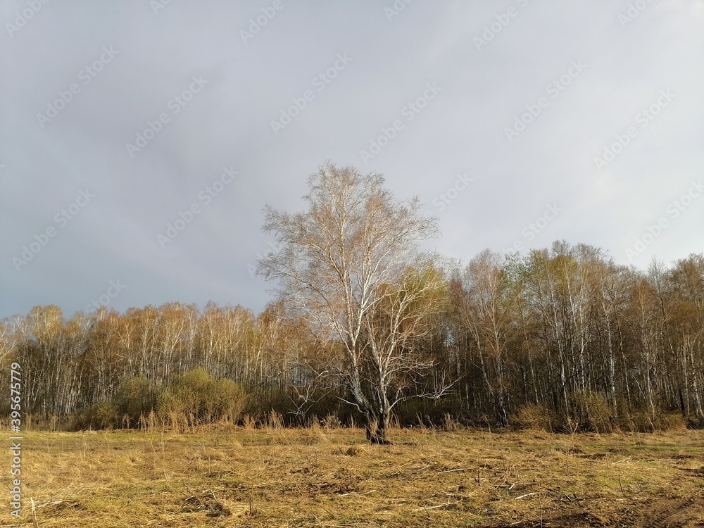 Fototapeta premium autumn in the village