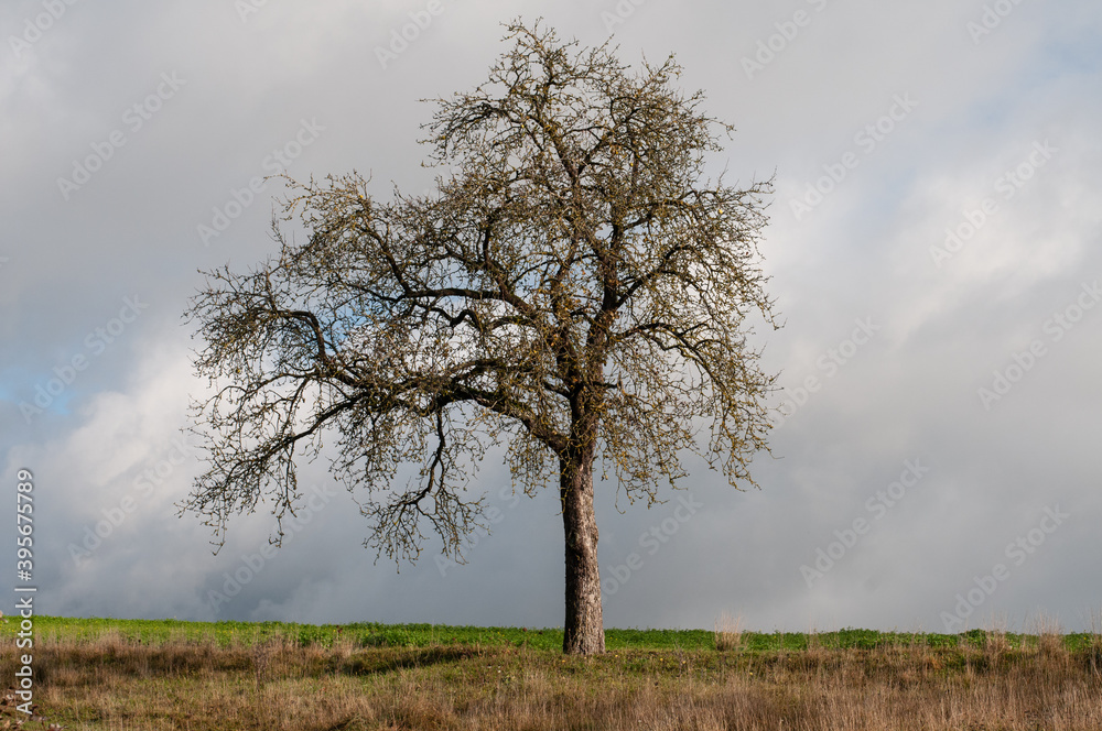a leafless apple tree with an asymmetric canopy a leafless apple tree with an asymmetric canopy